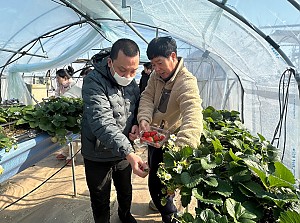 주간활동서비스 (지역사회활동_딸기밭체험)